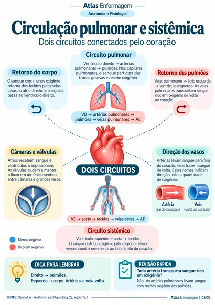 Página real: Circulação pulmonar e sistêmica